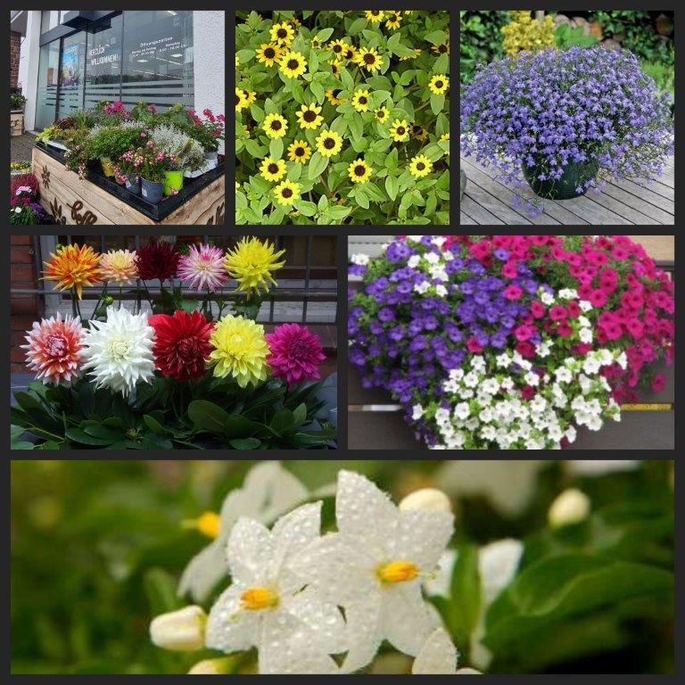 Fleischerei-Plattner-Blumen Blumen